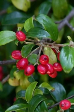 Dwarf Evergreen Snowball Viburnum 'Conoy' - 3 Gallon Pot -Garden Plants Viburnum Conoy 4