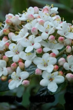 Dwarf Evergreen Snowball Viburnum 'Conoy' - 3 Gallon Pot -Garden Plants Viburnum Conoy 6