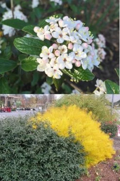 Dwarf Evergreen Snowball Viburnum 'Conoy' - 3 Gallon Pot -Garden Plants Viburnum Conoy 7