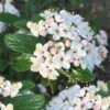 Dwarf Evergreen Snowball Viburnum 'Conoy' - 3 Gallon Pot -Garden Plants Viburnum Conoy 8