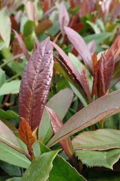 Coppertop Sweet Viburnum - 3 Gallon Pot -Garden Plants Viburnum Coppertop 3