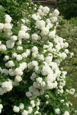 European Snowball Viburnum Bush - 3 Gallon Pot 10 European Snowball Viburnum Bush - 3 Gallon Pot -Garden Plants Viburnum European Snowball 1
