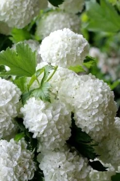 European Snowball Viburnum Bush - 3 Gallon Pot 11 European Snowball Viburnum Bush - 3 Gallon Pot -Garden Plants Viburnum European Snowball 5
