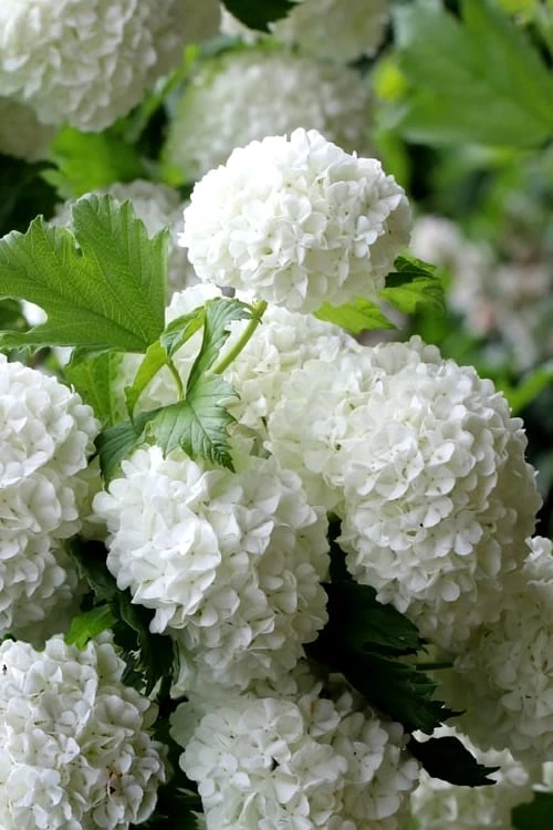European Snowball Viburnum Bush - 3 Gallon Pot 7 European Snowball Viburnum Bush - 3 Gallon Pot - Image 5