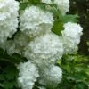 European Snowball Viburnum Bush - 3 Gallon Pot 1 European Snowball Viburnum Bush - 3 Gallon Pot -Garden Plants Viburnum European Snowball 6