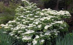 Mariesii Doublefile Viburnum - 1 Gallon Pot 12 Mariesii Doublefile Viburnum - 1 Gallon Pot -Garden Plants Viburnum Mariesii 1 2