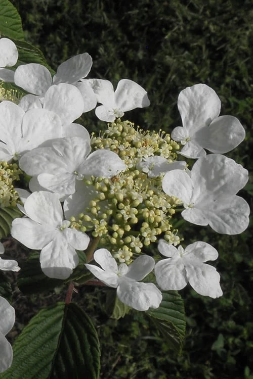 Mariesii Doublefile Viburnum - 1 Gallon Pot 8 Mariesii Doublefile Viburnum - 1 Gallon Pot - Image 6
