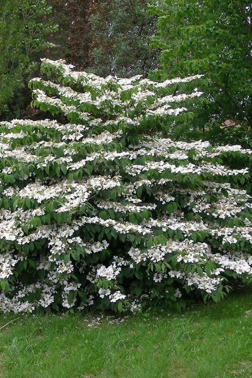Mariesii Doublefile Viburnum - 1 Gallon Pot 3 Mariesii Doublefile Viburnum - 1 Gallon Pot