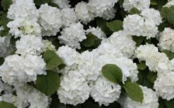 Popcorn Snowball Viburnum Bush - 1 Gallon Pot -Garden Plants Viburnum Popcorn 1