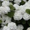 Popcorn Snowball Viburnum Bush - 1 Gallon Pot -Garden Plants Viburnum Popcorn 1 500x750 1