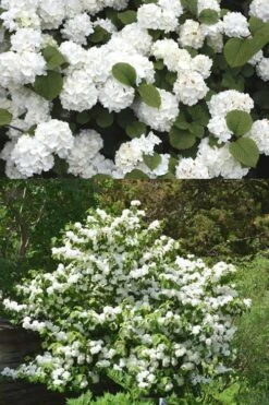 Popcorn Snowball Viburnum Bush - 1 Gallon Pot -Garden Plants Viburnum Popcorn 2 500x750 1