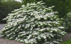 Shasta Doublefile Viburnum - 1 Gallon Pot 12 Shasta Doublefile Viburnum - 1 Gallon Pot -Garden Plants Viburnum Shasta 5 1