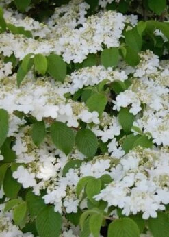 Shasta Doublefile Viburnum - 6 Pack Of 1 Gallon Pots -Garden Plants Viburnum Shasta 6 2