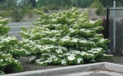 Shasta Doublefile Viburnum - 2 Gallon Pot -Garden Plants Viburnum Shasta 8 3