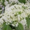Snow Joey Viburnum - 2 Gallon Pot 2 Snow Joey Viburnum - 2 Gallon Pot -Garden Plants Viburnum Snow Joey 1 1