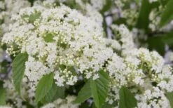 Snow Joey Viburnum - 2 Gallon Pot -Garden Plants Viburnum Snow Joey 2 1