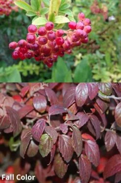Snow Joey Viburnum - 3 Gallon Pot -Garden Plants Viburnum Snow Joey 5