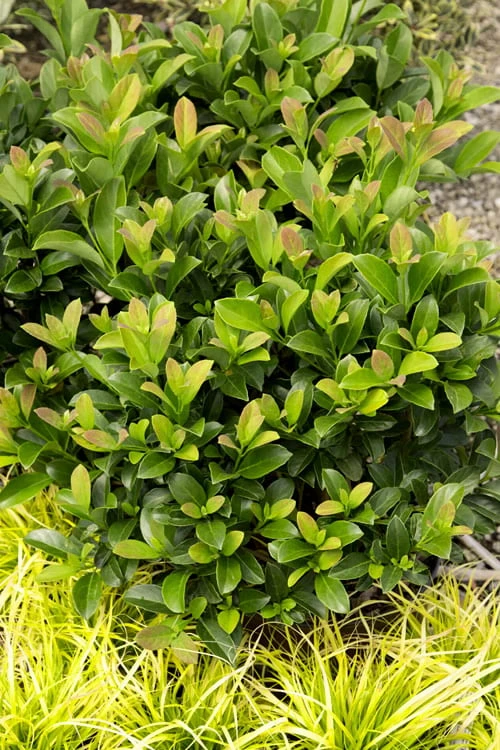 Sugar Cookie Sweet Viburnum - 3 Gallon Pot 3 Sugar Cookie Sweet Viburnum - 3 Gallon Pot