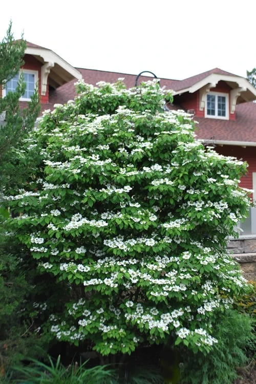 Summer Snowflake Viburnum - 3 Gallon Pot 5 Summer Snowflake Viburnum - 3 Gallon Pot - Image 4