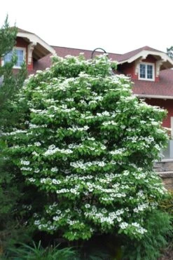 Summer Snowflake Viburnum - 6 Pack Of 1 Gallon Pots -Garden Plants Viburnum Summer Snowflake 20
