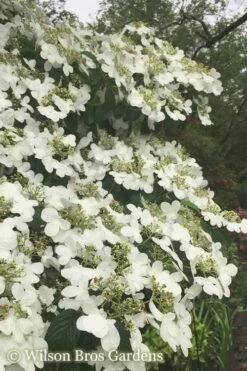 Summer Snowflake Viburnum - 3 Gallon Pot 17 Summer Snowflake Viburnum - 3 Gallon Pot -Garden Plants Viburnum Summer Snowflake 21 500x750 2