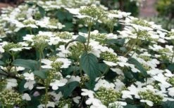 Summer Snowflake Viburnum - 3 Gallon Pot 18 Summer Snowflake Viburnum - 3 Gallon Pot -Garden Plants Viburnum Summer Snowflake 3 1