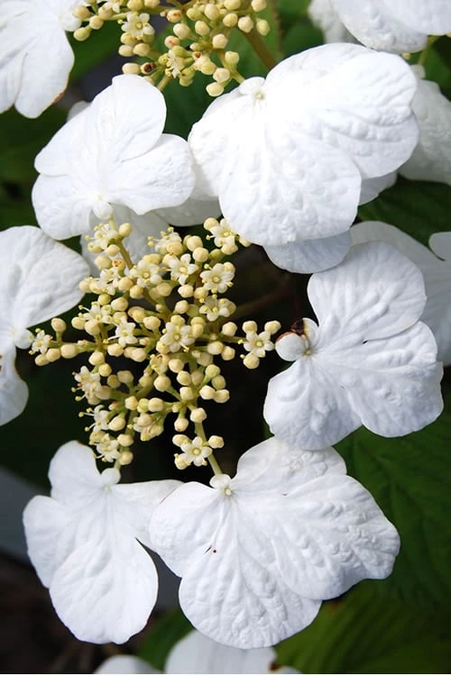 Summer Snowflake Viburnum - 3 Gallon Pot 7 Summer Snowflake Viburnum - 3 Gallon Pot - Image 6