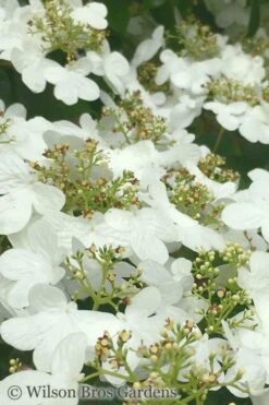 Summer Snowflake Viburnum - 3 Gallon Pot 16 Summer Snowflake Viburnum - 3 Gallon Pot -Garden Plants Viburnum Summer Snowflake 31 1