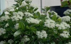 Winterthur Viburnum - 3 Gallon Pot -Garden Plants Viburnum Winterthur 11 1