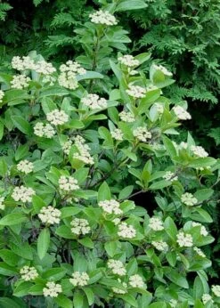 Winterthur Viburnum - 1 Gallon Pot -Garden Plants Viburnum Winterthur 7