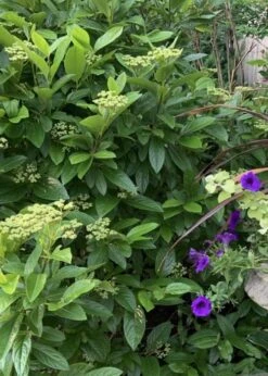 Winterthur Viburnum - 3 Gallon Pot -Garden Plants Viburnum Winterthur 9 1