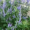 Blue Chaste Tree - Vitex Agnus-castus - 1 Gallon Pot