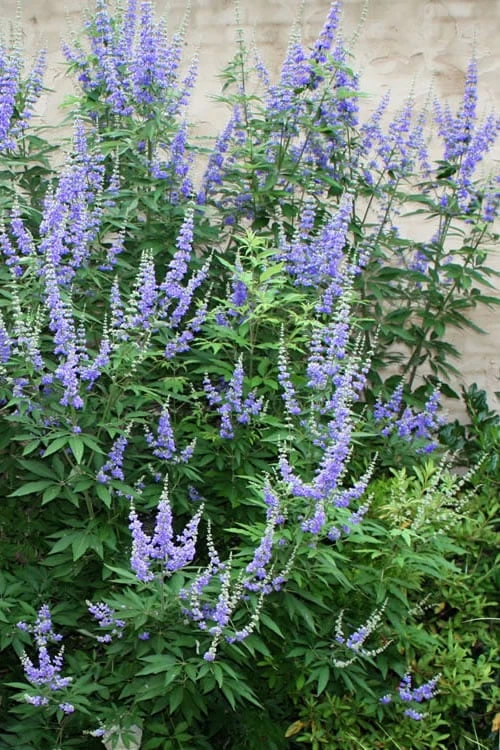 Blue Chaste Tree - Vitex Agnus-castus - 1 Gallon Pot 3 Blue Chaste Tree - Vitex Agnus-castus - 1 Gallon Pot