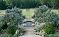 Blue Chaste Tree - Vitex Agnus-castus - 1 Gallon Pot 15 Blue Chaste Tree - Vitex Agnus-castus - 1 Gallon Pot -Garden Plants Vitex Chaste Tree 11