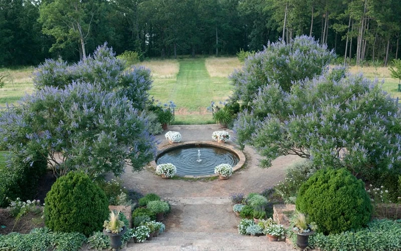 Blue Chaste Tree - Vitex Agnus-castus - 1 Gallon Pot 8 Blue Chaste Tree - Vitex Agnus-castus - 1 Gallon Pot - Image 6