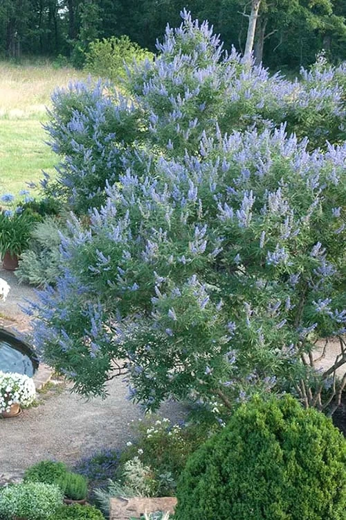 Blue Chaste Tree - Vitex Agnus-castus - 1 Gallon Pot 7 Blue Chaste Tree - Vitex Agnus-castus - 1 Gallon Pot - Image 5