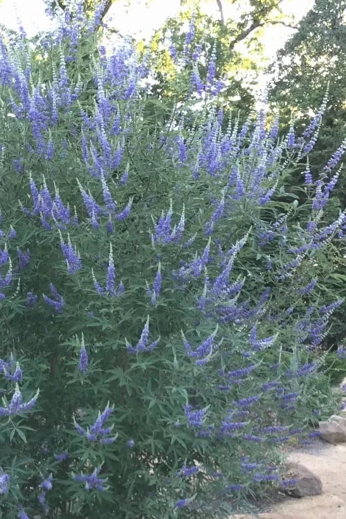 Blue Chaste Tree - Vitex Agnus-castus - 1 Gallon Pot 10 Blue Chaste Tree - Vitex Agnus-castus - 1 Gallon Pot - Image 8