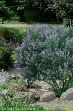 Shoal Creek Chaste Tree (Vitex) - 5 Gallon Pot -Garden Plants Vitex Shoal Creek 17