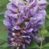Amethyst Falls Wisteria Vine - 3 Gallon Pot 1 Amethyst Falls Wisteria Vine - 3 Gallon Pot -Garden Plants Wisteria Amethyst Falls Rev 500x750 1