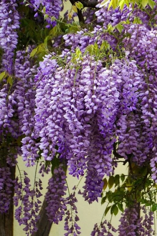 Fragrant Royal Purple Wisteria Vine - 5 Gallon Pot 7 Fragrant Royal Purple Wisteria Vine - 5 Gallon Pot - Image 5