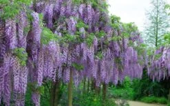Fragrant Royal Purple Wisteria Vine - 5 Gallon Pot 10 Fragrant Royal Purple Wisteria Vine - 5 Gallon Pot -Garden Plants Wisteria Royal Purple 4