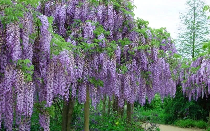 Fragrant Royal Purple Wisteria Vine - 5 Gallon Pot 6 Fragrant Royal Purple Wisteria Vine - 5 Gallon Pot - Image 4