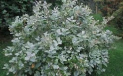 Woodlanders Blue Dusty Zenobia (Honeycup) - 3 Gallon Pot 17 Woodlanders Blue Dusty Zenobia (Honeycup) - 3 Gallon Pot -Garden Plants Zenobia Woodlanders Blue 20