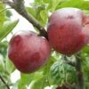 Belmac Apple -Garden Plants a100 belmac 2 1