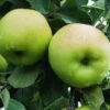 Greensleeves Apple -Garden Plants a385d greensleeves