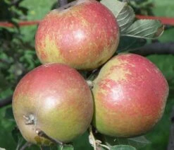 Karmijn De Sonnaville Apple 5 Karmijn De Sonnaville Apple -Garden Plants a420 karmijn de sonnaville 1