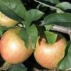 Jonagold Apple Tree 2 Jonagold Apple Tree -Garden Plants a460jonagold apples 1