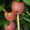 Liberty Apple -Garden Plants a520d liberty apple 2 1
