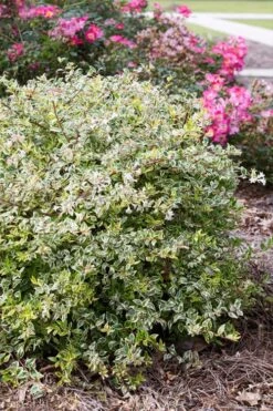 Miss Lemon Dwarf Abelia - 1 Gallon Pot -Garden Plants abelia grandiflora miss lemon 11