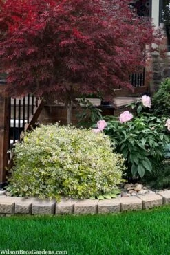 Miss Lemon Dwarf Abelia - 1 Gallon Pot -Garden Plants abelia grandiflora miss lemon 13